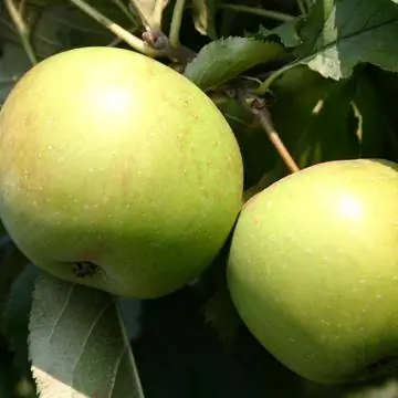 Красивая от Boskoop