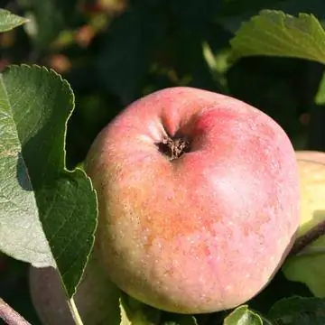 Флорина