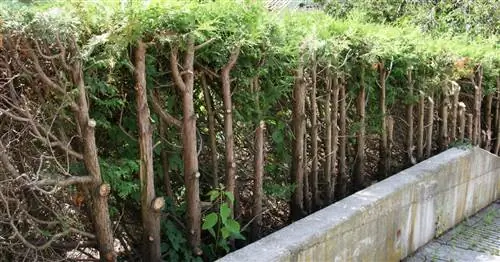 Дерево жизни и кипарис: будьте осторожны при обрезке