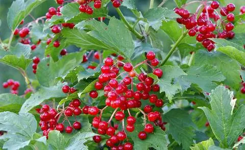Калина снежная (Viburnum opulus)