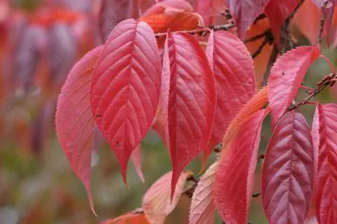 Алая вишня (Prunus sargentii)