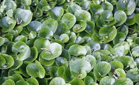 Корень лещины Asarum europaeum