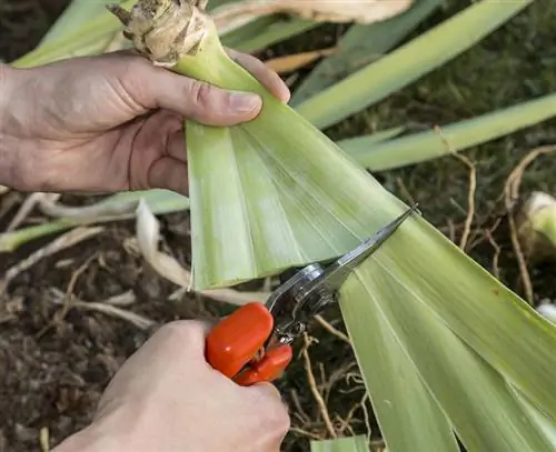 укоротить листья