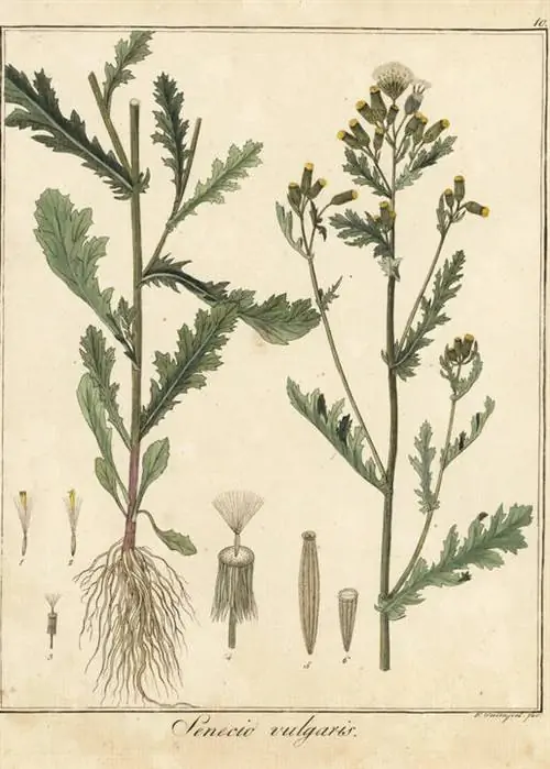 Граундсель (Senecio vulgaris)