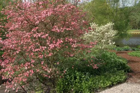 Цветок кизила (Cornus) Цветок кизила (Cornus)