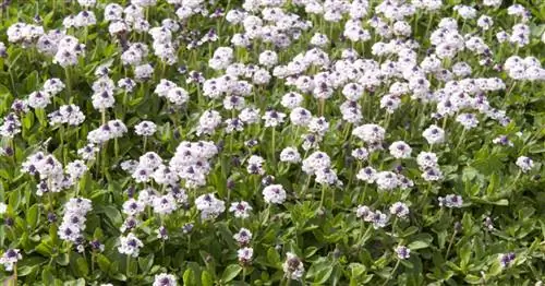 Ковер Verbena 'Summer Pearls': цветущий газон без стрижки