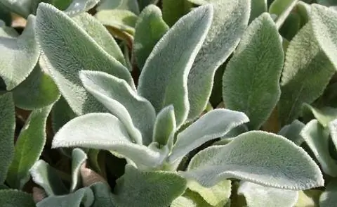Wollziest (Stachys byzantina) Wollziest (Stachys byzantina)