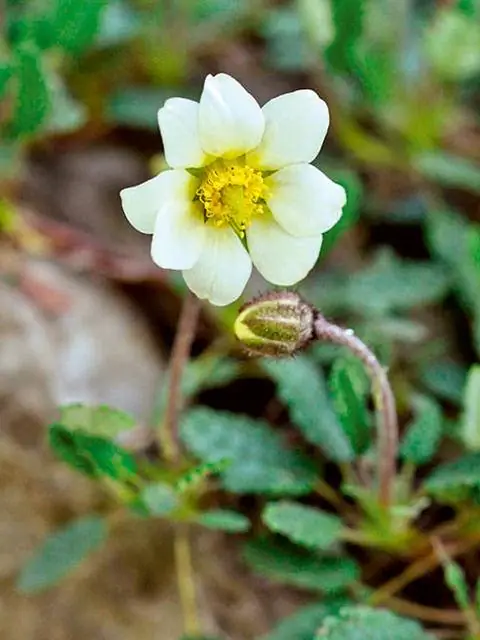 Авен садовый (Dryas x suendermannii) Авен садовый (Dryas x suendermannii)
