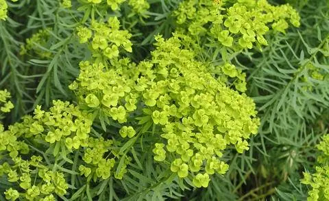 Молочай степной (Euphorbia seguieriana) Молочай степной (Euphorbia seguieriana)