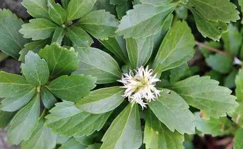 толстяк (Pachysandra terminalis) толстяк (Pachysandra terminalis)