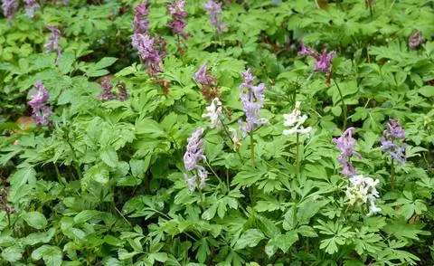 Хохлатка полая (Corydalis cava) Хохлатка полая (Corydalis cava)