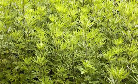 Полынь обыкновенная (Artemisia vulgaris) Полынь обыкновенная (Artemisia vulgaris)
