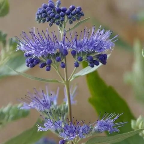 Bearded Beard Caryopteris Heavenly Blue