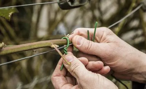 Закрепите побег ежевики вязальной проволокой. Закрепите побег ежевики вязальной проволокой.