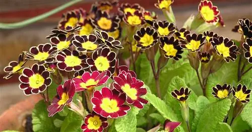 Ухо: Разноцветный гном