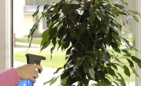 Опрыскивание листьев фикуса