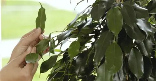 Что делать, если фикус теряет листья?