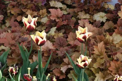 Тюльпаны 'Гавота' с фиолетовыми колокольчиками