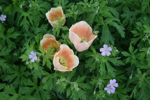 Тюльпан и герань