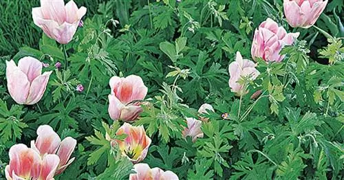 Умное сочетание тюльпанов и многолетников