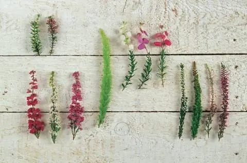 Ассортимент вереска