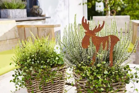 Вереск в ивовой корзине