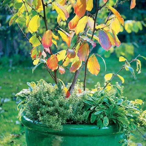 Гамамелис в ведре