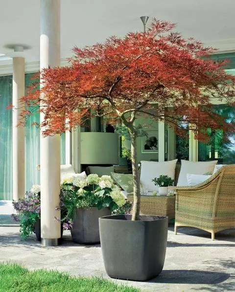 Клен щелевой в ведре