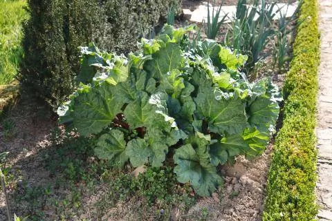 листья ревеня