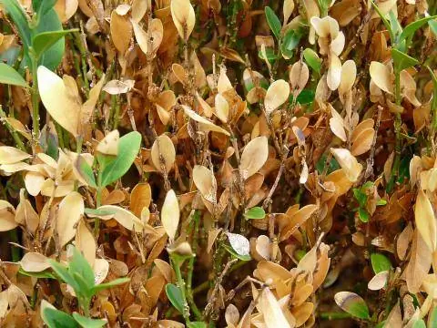 Отмирание самшита