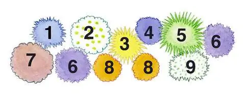 План посадки Свекла стойкие к улиткам многолетники