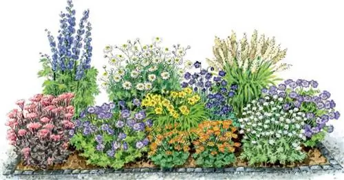 Для пересадки: цветущая грядка из устойчивых к улиткам многолетников