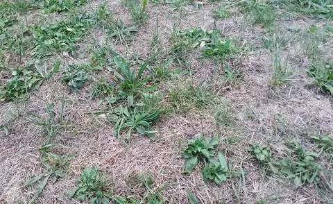 неопрятный газон