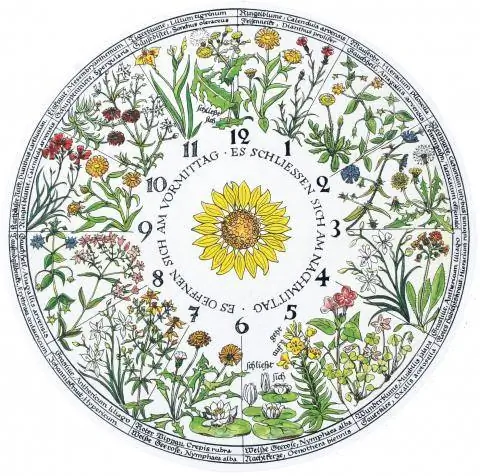 цветочные часы