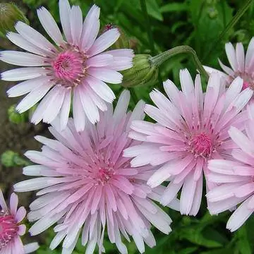 Красный Пиппау Crepis rubra