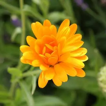 Бархатцы Календула