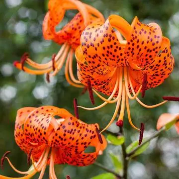 тигровая лилия