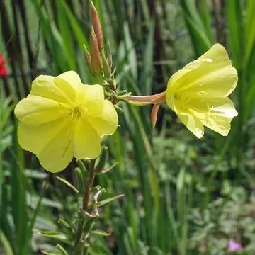 Примула вечерняя, Oenothera biennis