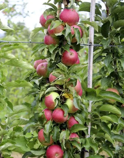 Столбовое яблоко 'Malini Pronto'