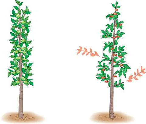 Вырезать столбчатые плоды