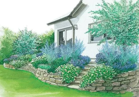 Клумбы-террасы с голубыми и белыми декоративными кустарниками