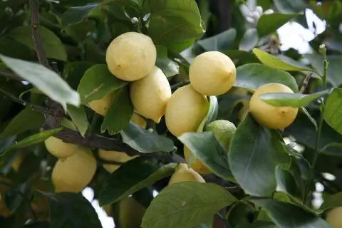 цитрусовое растение