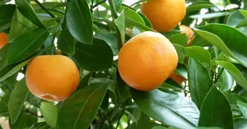 Пересадка цитрусовых: как это делается