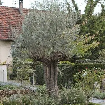 оливковое дерево