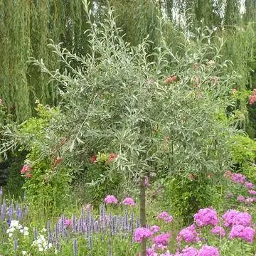 Груша ивовая