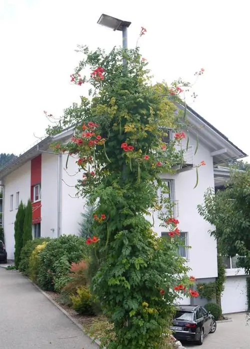 трубный цветок