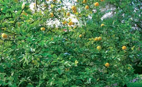 Горький апельсин Poncirus trifoliata