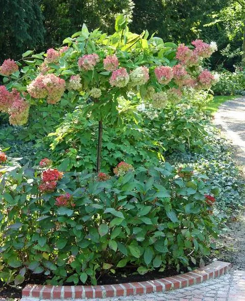 Гортензия метельчатая (Hydrangea paniculata)