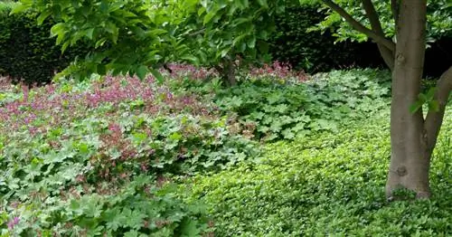 Лучшие почвопокровники против сорняков