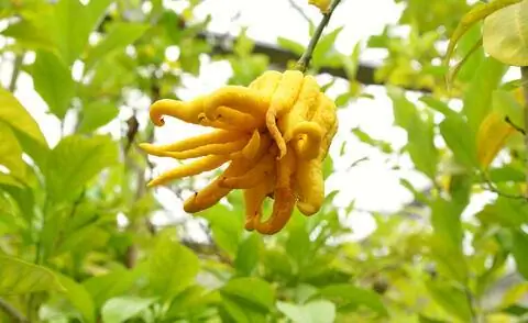 Плод цитрона рука Будды (Citrus medica 'Digitata')